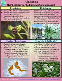 Species of the Month: ‘Āhinahina (Ka‘ū Silversword)
