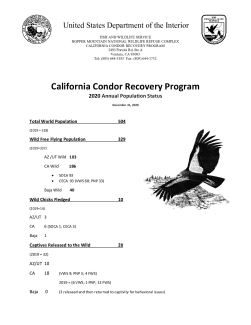 2020 California Condor Population Status