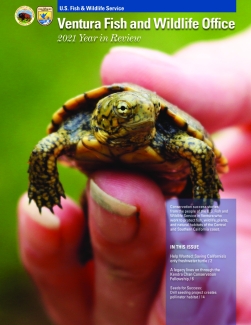 A small turtle being held in a person's hand
