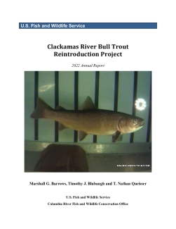 Clackamas River Bull Trout Reintroduction Project 2022 Annual Report
