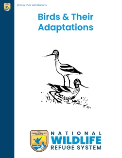 Birds and Their Adaptations - Lesson Plan