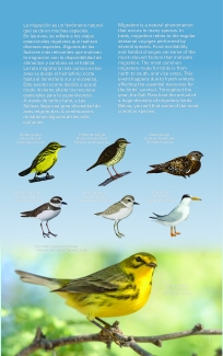 Bird Migration to the Cabo Rojo Salt Flats (Eng/Spa)