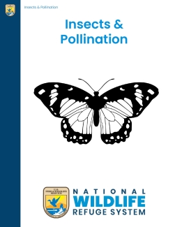 Insects and Pollination Lesson Plan
