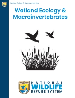Wetland Ecology and Macroinvertebrates - Lesson Plan