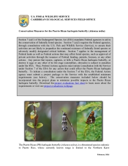 Conservation measures for the Puerto Rican Harlequin butterfly