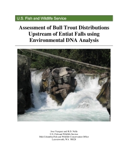 Assessment of Bull Trout Distributions Upstream of Entiat Falls using Environmental DNA Analysis
