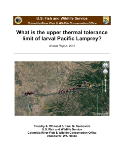 What is the upper thermal tolerance limit of larval Pacific Lamprey? Annual Report: 2018