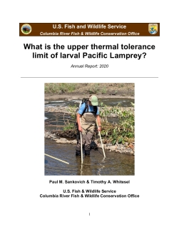 What is the upper thermal tolerance limit of larval Pacific Lamprey? Annual Report: 2020
