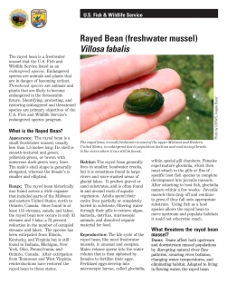 Rayed bean mussel fact sheet
