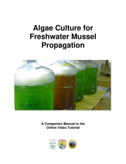 Algae Culture for Freshwater Mussel Propagation