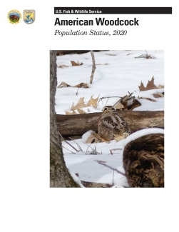 American Woodcock Population Status, 2020