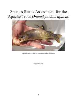 Apache Trout Species Status Assessment_2022.pdf