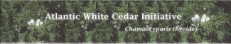 Atlantic White Cedar Initiative