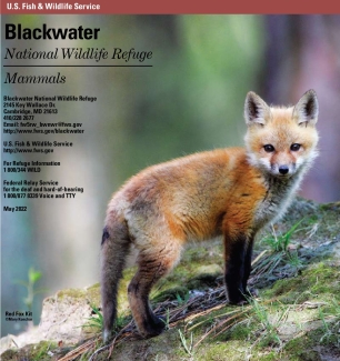 Blackwater NWR Mammals