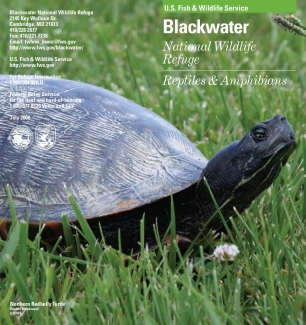 Blackwater NWR Reptiles and Amphibians Brochure