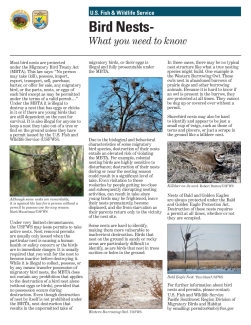 Fact Sheet: Bird Nests - What You Need to Know