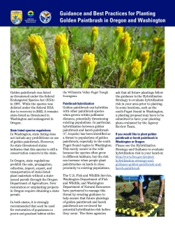 Guidance and Best Practices for Planting Golden Paintbrush in Oregon and Washington