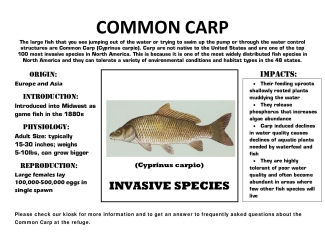 Common Carp Fact Sheet 