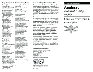 Anahuac Dragonfly Damselfly Checklist