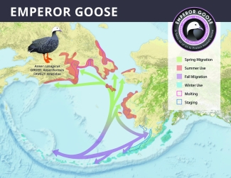 Emperor goose range map with logo