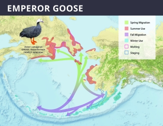 Emperor goose range map