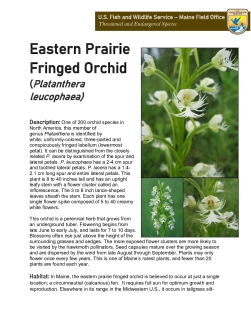 Maine Field Office Eastern Prairie Fringed Orchid Fact Sheet