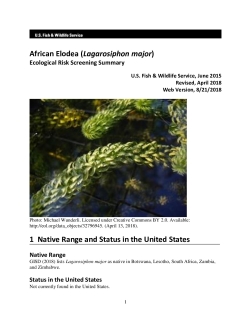 Ecological Risk Screening Summary - African Elodea (Lagarosiphon major) - High Risk