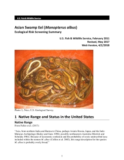Ecological Risk Screening Summary - Asian Swamp Eel (Monopterus albus) - Uncertain Risk