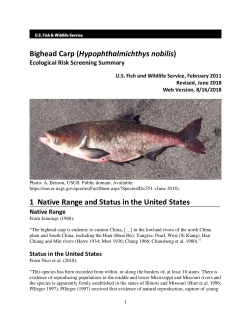 Ecological Risk Screening Summary - Bighead Carp (Hypophthalmichthys nobilis) - High Risk