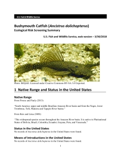 Ecological Risk Screening Summary - Bushymouth Catfish (Ancistrus dolichopterus) - Uncertain Risk