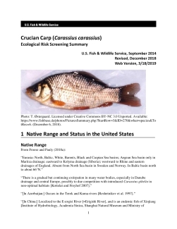 Ecological Risk Screening Summary - Crucian Carp (Carassius carassius) - Uncertain Risk