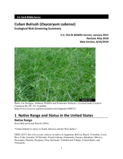 Ecological Risk Screening Summary - Cuban Bulrush (Oxycaryum cubense) - High Risk