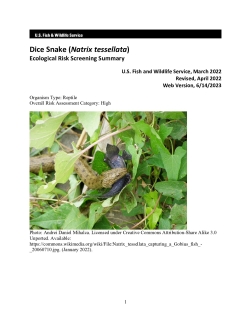 Ecological Risk Screening Summary - Dice Snake (Natrix tessellata) - High Risk