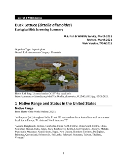 Ecological Risk Screening Summary - Duck Lettuce (Ottelia alismoides) - Uncertain Risk