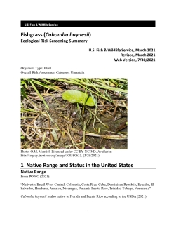 Ecological Risk Screening Summary - Fishgrass (Cabomba haynesii) - Uncertain Risk