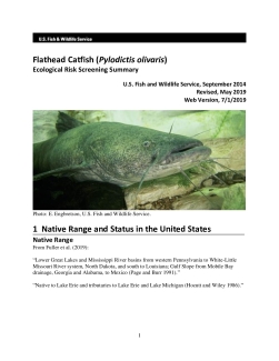 Ecological Risk Screening Summary - Flathead Catfish (Pylodictis olivaris) - High Risk