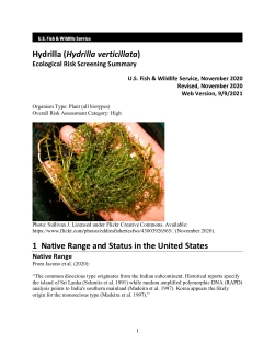 Ecological Risk Screening Summary - Hydrilla (Hydrilla verticillata) - High Risk