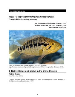 Ecological Risk Screening Summary - Jaguar Guapote (Parachromis managuensis) - High Risk