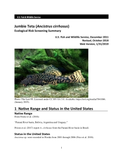 Ecological Risk Screening Summary - Jumbie Teta (Ancistrus cirrhosus) - Uncertain Risk