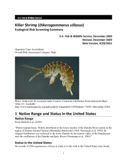 Ecological Risk Screening Summary - Killer Shrimp (Dikerogammarus villosus) - High Risk