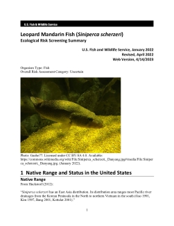 Ecological Risk Screening Summary - Leopard Mandarin Fish (Siniperca scherzeri) - Uncertain Risk