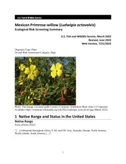 Ecological Risk Screening Summary - Mexican Primrose-willow (Ludwigia octovalvis) - High Risk