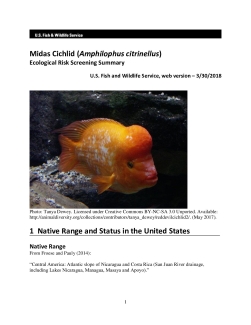 Ecological Risk Screening Summary - Midas Cichlid (Amphilophus citrinellus) - Uncertain Risk
