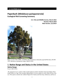 Ecological Risk Screening Summary - Paperbark (Melaleuca quinquenervia) - High Risk