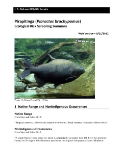 Ecological Risk Screening Summary - Pirapitinga (Piaractus brachypomus) - Uncertain Risk