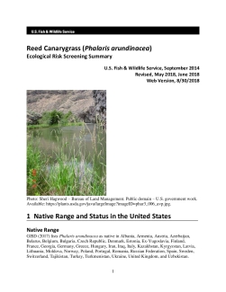 Ecological Risk Screening Summary - Reed Canarygrass (Phalaris arundinacea) - High Risk