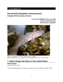 Ecological Risk Screening Summary - Round Goby (Neogobius melanostomus) - High Risk