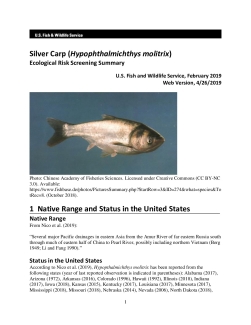 Ecological Risk Screening Summary - Silver Carp (Hypophthalmichthys molitrix) - High Risk
