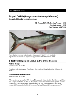 Ecological Risk Screening Summary - Striped Catfish (Pangasianodon hypophthalmus) - Uncertain Risk
