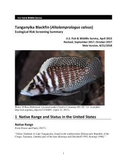 Ecological Risk Screening Summary - Tanganyika Blackfin (Altolamprologus calvus) - Uncertain Risk